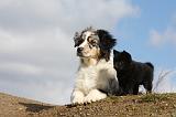 BERGER AUSTRALIEN & SCHIPPERKE 014